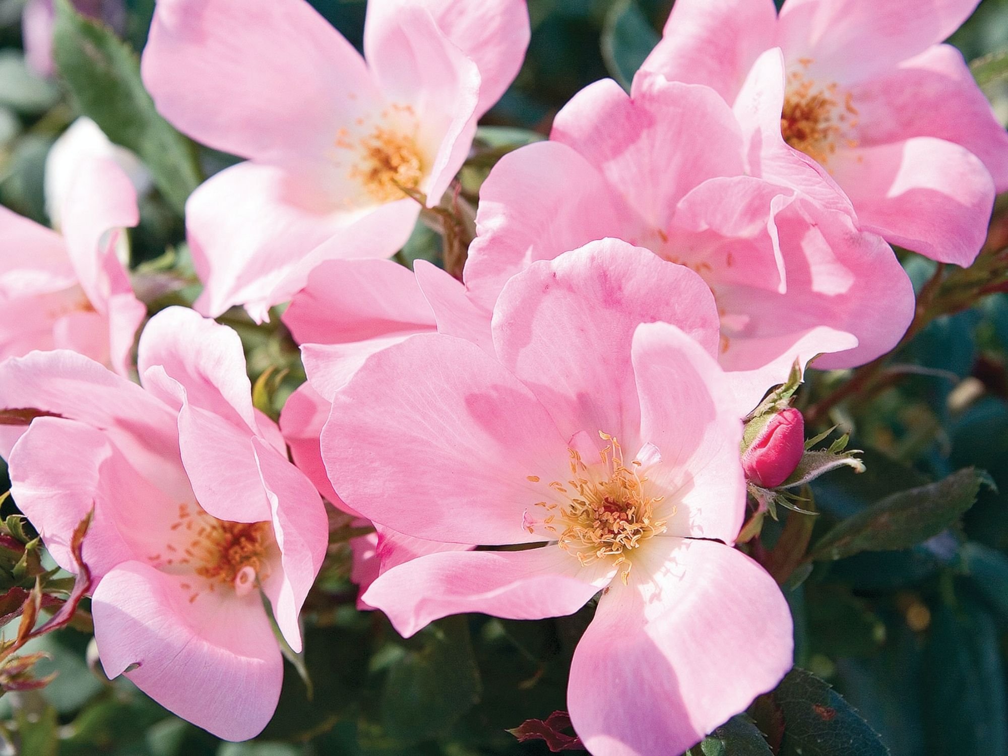 Gallery 3 — Rose Innovations